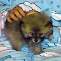 Cuddles -the Pomerainan